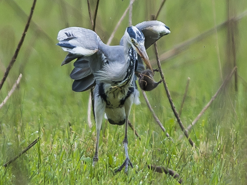 Il pasto dell''Airone cenerino (Ardea cinerea)